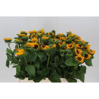 Freshy Helianthus Zonnebloem “Sonja” | Kleur: Geel | Lengte ± 60 centimeter | Per 10 stelen