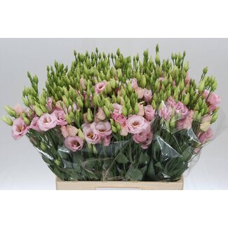 Freshy Eustoma Lisianthus Gevuld “Lisanne Light Pink” | Kleur: Roze | Lengte ± 65 centimeter | Per 20 stelen