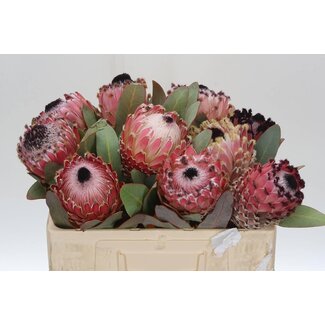 Freshy Protea Magnifica