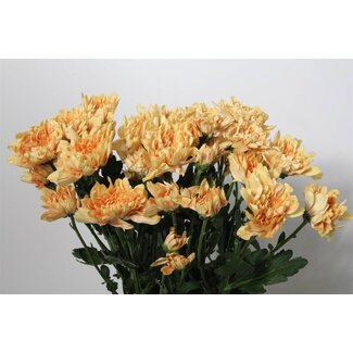 Freshy Chrysant T Kalimba Orange