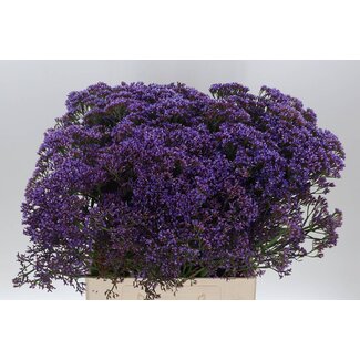Freshy Limonium Pe Enchante