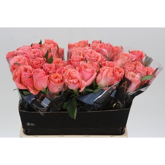 Freshy Rosa Blushing Reeva