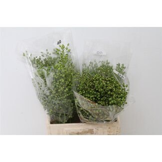 Freshy Rozenbottel Corallo Green 40cm