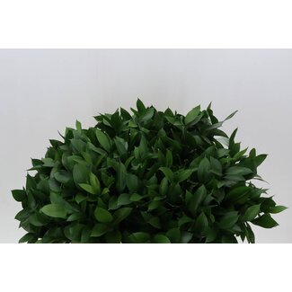 Freshy Ruscus Hypophyllum