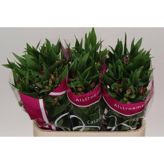 Freshy Alstroemeria Casanova