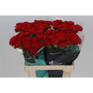 Freshy Anjer Hollands Red Moon