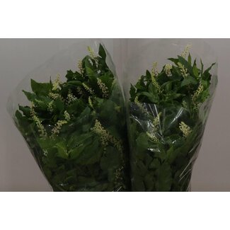 Freshy Phytolacca Carbouzijn 400gr (p. bos)