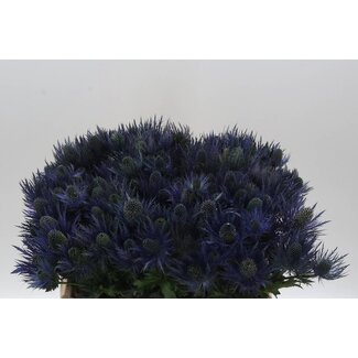 Freshy Eryngium Alpinum