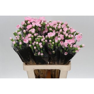 Freshy Trosanjer Pink Ibis x25