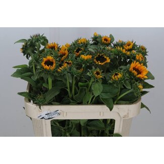 Freshy Helianthus Sonja Bio