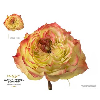 Freshy Rosa Garden Apple Jack