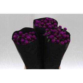 Freshy Gomphrena Globosa “Paars” | Kleur: Paars | Lengte ± 50 centimeter | Per 30 stelen
