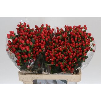 Freshy Hypericum Hertshooi “Go Top” | Kleur: Rood | Lengte ± 60 centimeter | Per 25 stelen