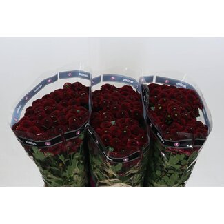 Freshy Chrysant santini Purpetta Red