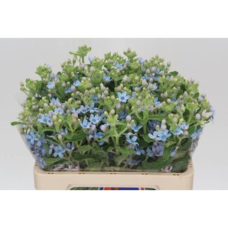 Freshy Oxypetalum Co Tanacetum Pure Blue