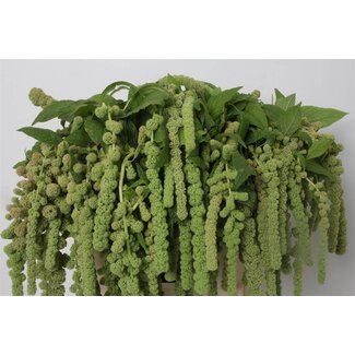 Freshy Amaranthus Ca Cycloop