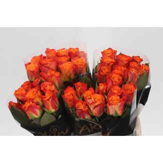 Freshy Rosa Mariyo