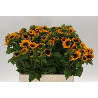 Freshy Helianthus Sonja