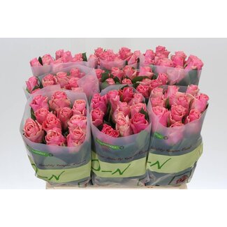Freshy Rosa Light Pink Tacazzi