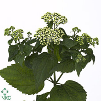 Freshy Eupatorium Rugo Braunlaub