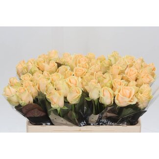 Freshy Rosa Avalanche Peach