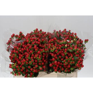 Freshy Hypericum Hertshooi “Tomato Flair” | Kleur: Rood | Lengte ± 50 centimeter | Per 20 stelen