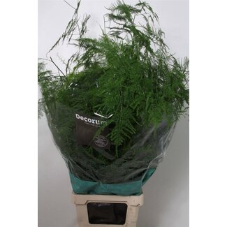 Freshy Asparagus Setac Lang Getopt