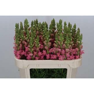 Freshy Antirrhinum Avignon Rose Bio