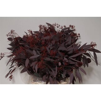 Freshy Eucalyptus Populus Bes Abs Red 300gr (p. bos)