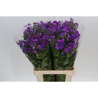 Freshy Phlox P Crissy