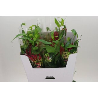 Freshy Gloriosa Rothschildiana | Kleur: Rood | Lengte ± 80 centimeter | Per 5 stelen
