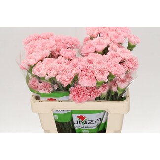 Freshy Anjer Funza Kort Pink Doncel 50cm