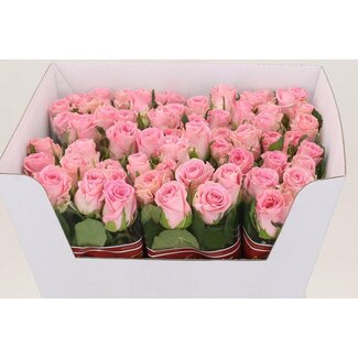 Freshy Rosa Seductive