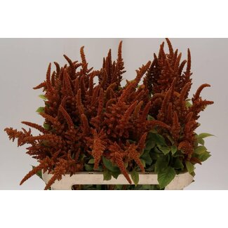 Freshy Amaranthus Cr Hot Biscuit