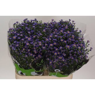 Freshy Aster Teeny Tiny Blue