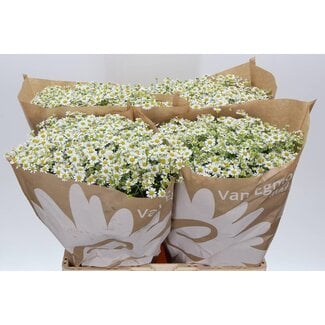 Freshy Tanacetum Parthenium Moederkruid “Cameron” | Kleur: Wit | Lengte ± 60 centimeter | Per 25 stelen