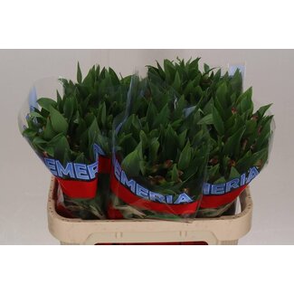Freshy Alstroemeria Noize