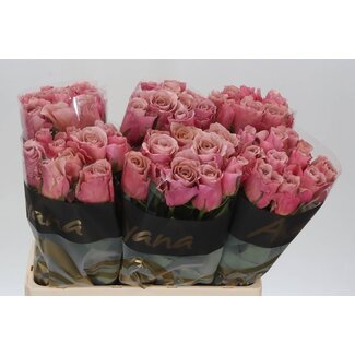 Freshy Rosa Moccachino