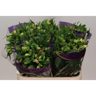Freshy Alstroemeria Wonder Sweet