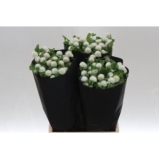 Freshy Gomphrena Gl White