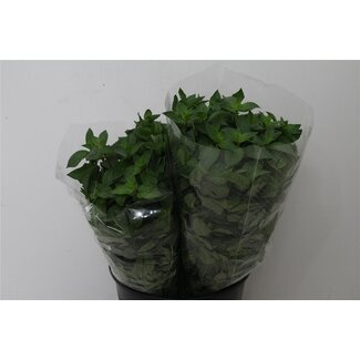Freshy Mint 200gr (p. bos)