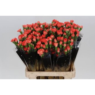 Freshy Trosanjer “Romany” | Kleur: Oranje | Lengte ± 60 centimeter | Per 25 stelen