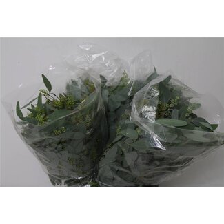 Freshy Eucalyptus Populus Bes 150gr Short (p. bos)