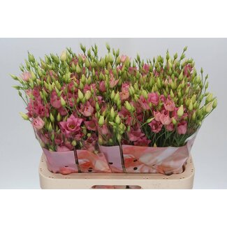 Freshy Eustoma Gevuld Botan Apricot
