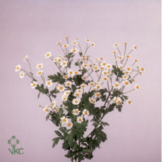 Freshy Tanacetum Pa Victory Enke Bio
