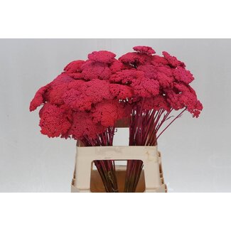 Freshy Achillea Gedroogd Frosted Cerise