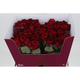 Freshy Rosa Red Naomi Ende