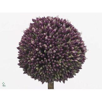 Freshy Allium Summer Drum