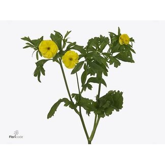 Freshy Ranunculus Ranonkel Butterfly “Phytalos” | Kleur: Geel | Lengte ± 60 centimeter | Per 10 stelen