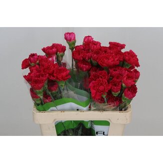 Freshy Anjer Funza Kort Red Soho
